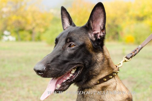 Malinois Halsband aus Leder