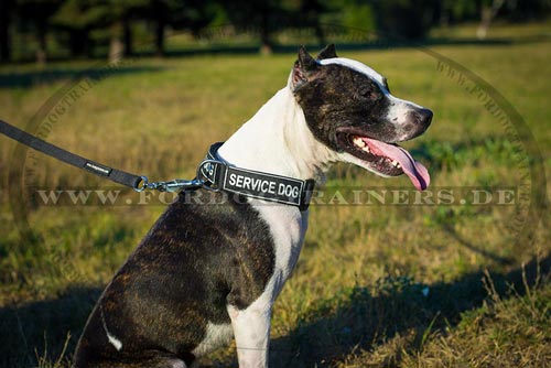 Robustes Halsband für Pitbull Terrier