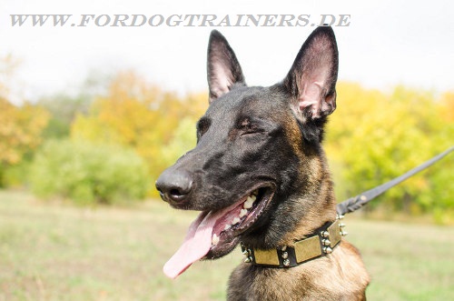 Malinois Leder Halsband mit Schildern