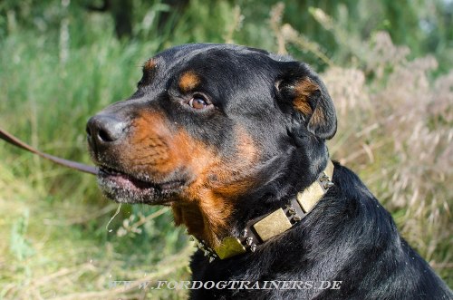 Rotweiler Lederhalsband mit Schildern