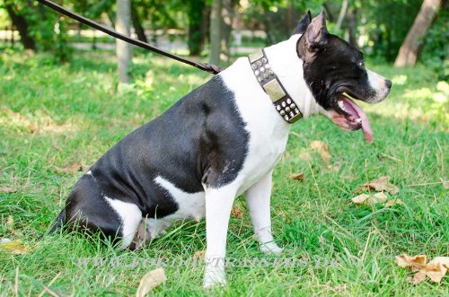 Leder Halsband für Amstaff mit Pyramiden