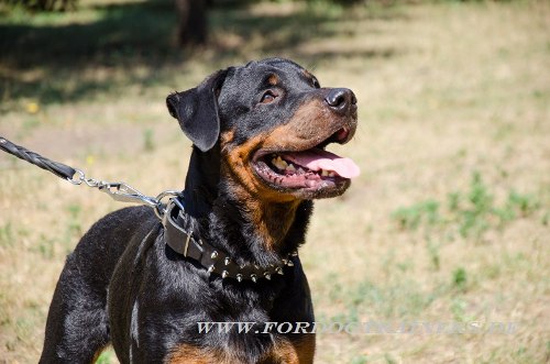 Leder Halsband für Rotweiler mit Pyramiden