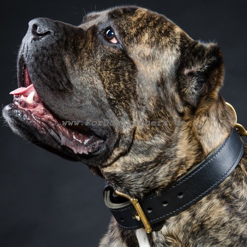 Cane Corso Halsband Leder Klassik