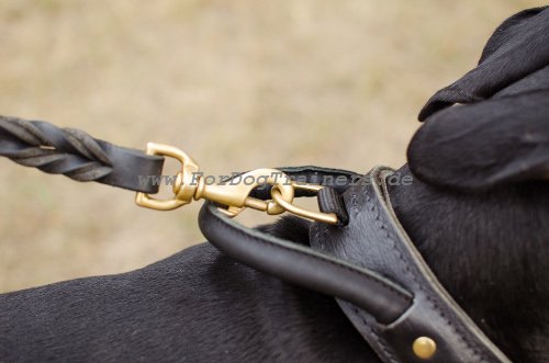 Cane Corso collar for dogs k9