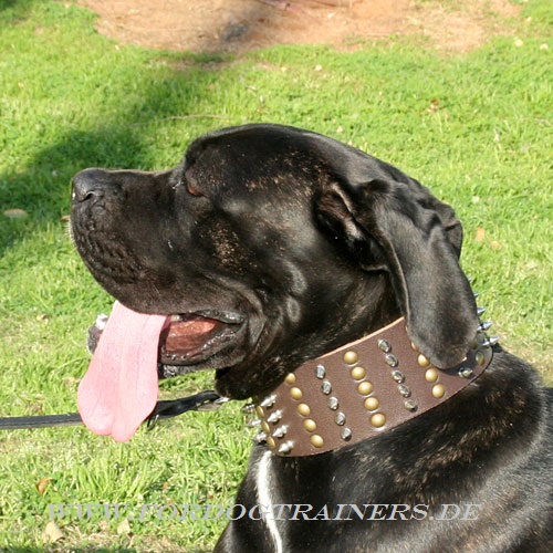 Nieten Halsband für cane Corso kaufen