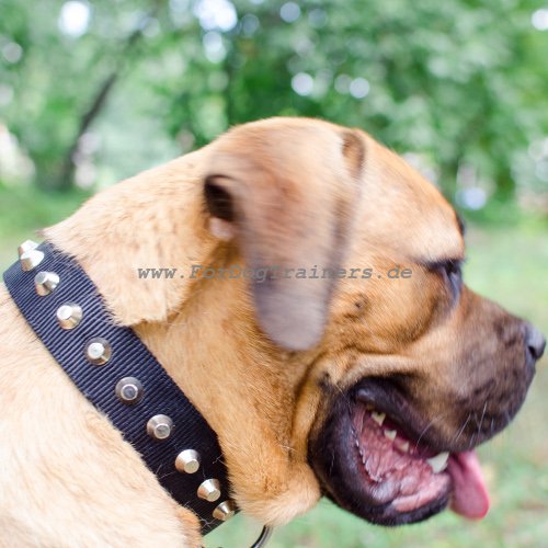 Cane Corso Halsband Nylon