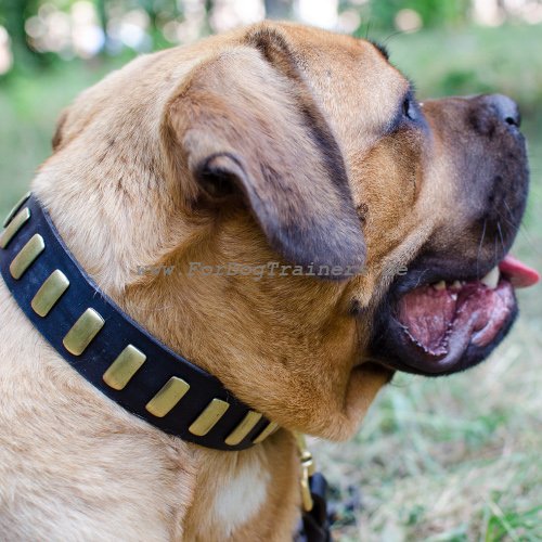 Cane Corso Hund Halsband mit Metallplatten