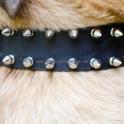 Cane Corso dogs collar leather wide