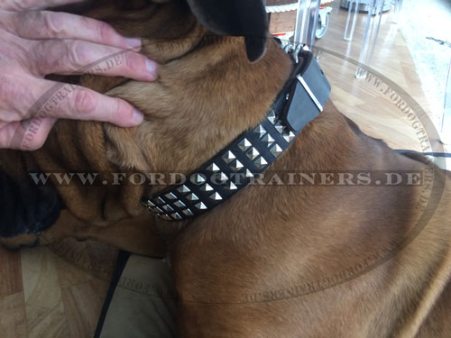 Halsband aus Echtleder für Cane Corso