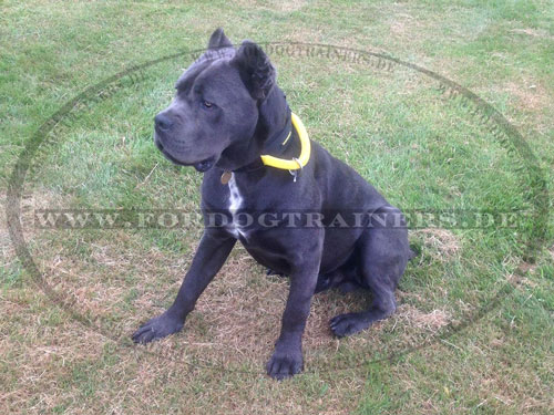 Cane Corso  Training Halsband aus Nylon