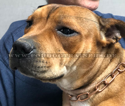 Hundehalsband HS richtig die Größe bestimmen