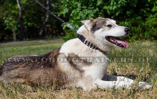 Besonderes Halsband Laika