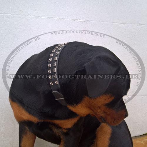 Rottweiler Lederhalsband mit Nieten