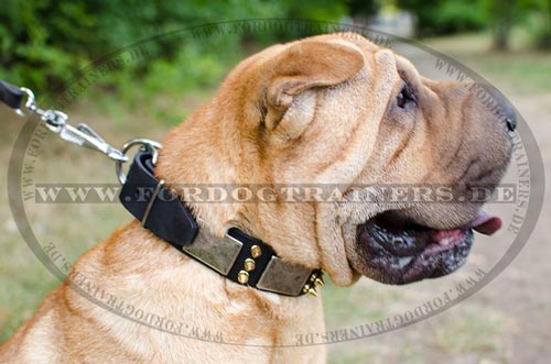 Halsband für Shar Pei kaufen