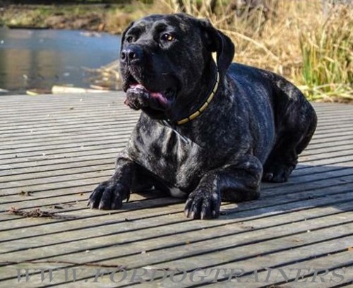 merikanische
Bandogge Halsband Nieten alltäglich