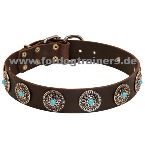 Studded Collar for Tervuren buy