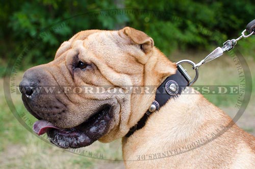 Breites Halsband für Shar Pei