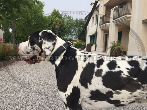 Klassisches Deutsche Dogge Halsband