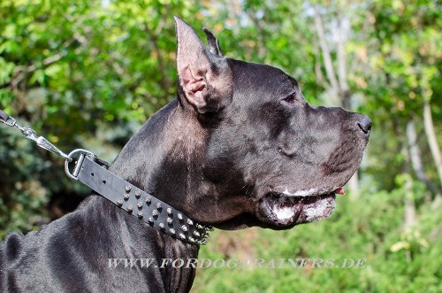 Leather dog collar with spikes