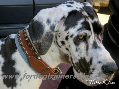 Wide leather dog collar for Great Dane