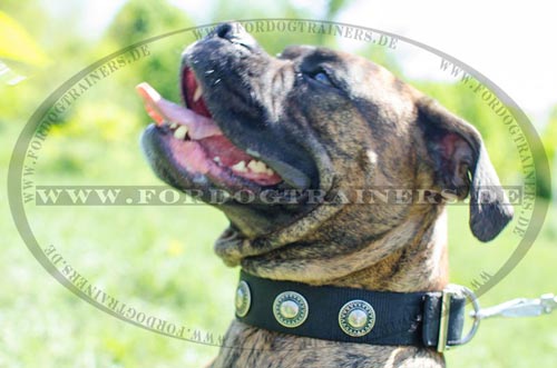 Dog collar for German Boxer with circle plates