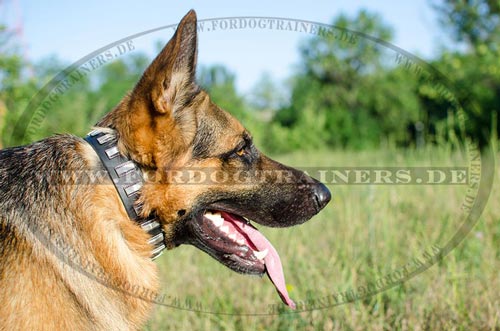 Deutscher Schäferhund im Leder Halsband