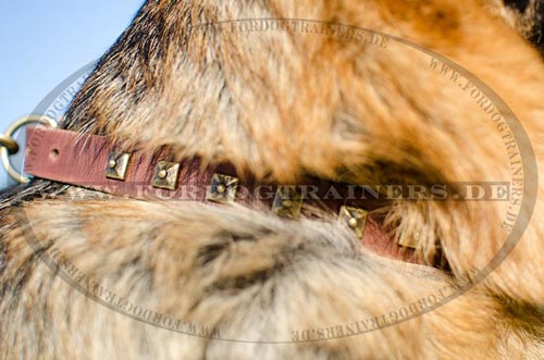 Deutscher Schäferhund Hundehalsband