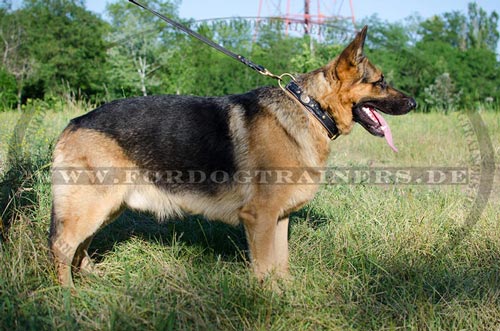 Leder Halsband für Deutscher Schäferhund Trainings