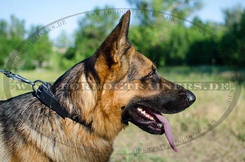 Deutscher
Schäferhund Halsband aus Leder