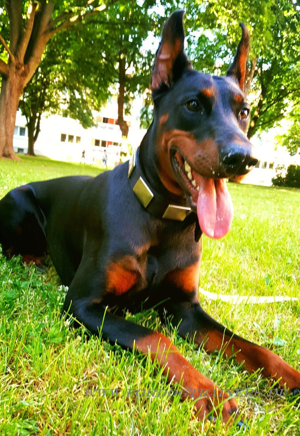 Hundehalsband für Dobermann