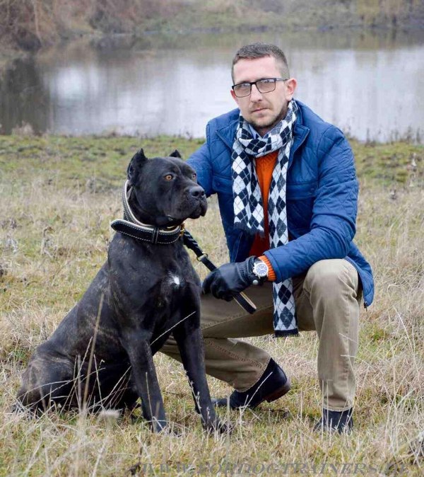 Training Halsband für Bandogge