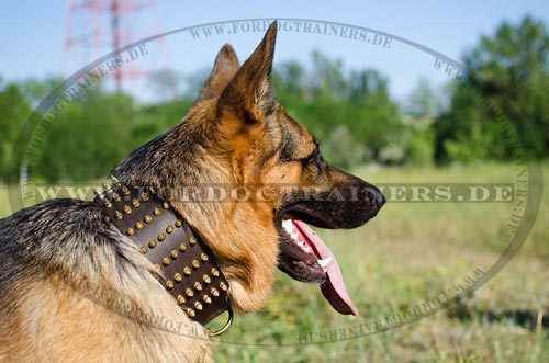 Schäferhund Niten Halsband aus Leder kaufen