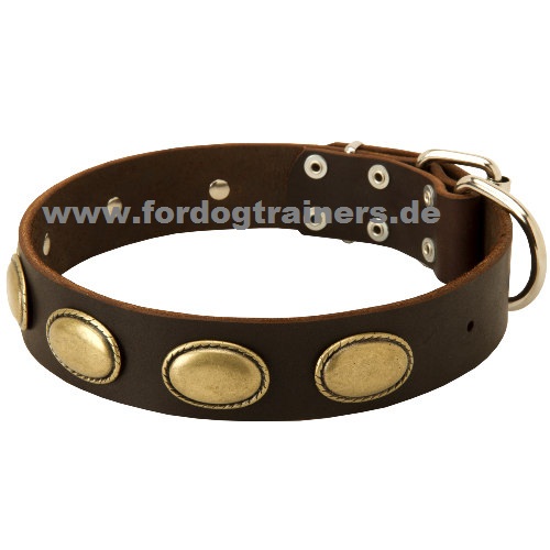 dog collars exclusive