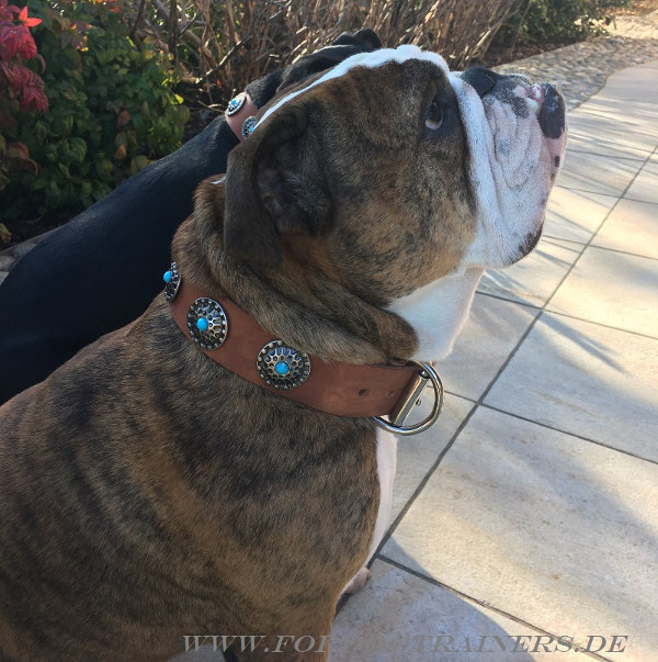 Robust dog collar for Bulldog