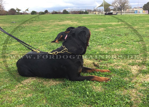 Rottweiler Dressurkette für Trainings