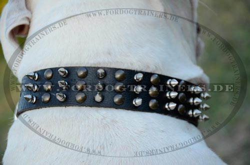 Halsband aus Leder für Bulldogge