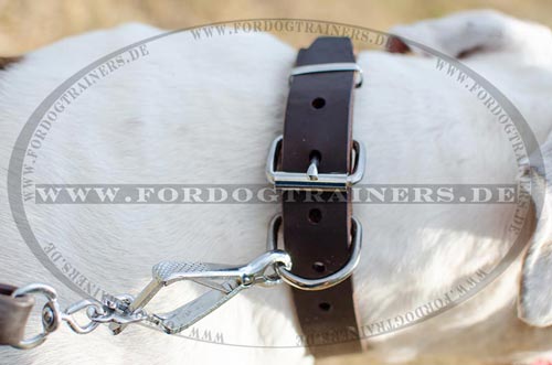 Bulldogge Hundehalsband für Bullterrier, vom Hersteller
