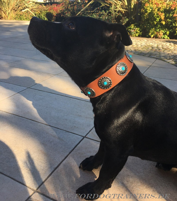 Wide Staffordshirre Terrier dog collar