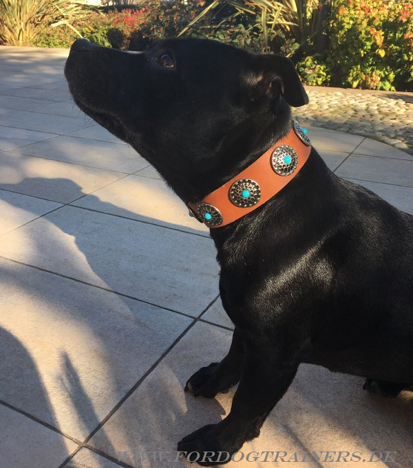 Breites Amstaff Lederhalsband