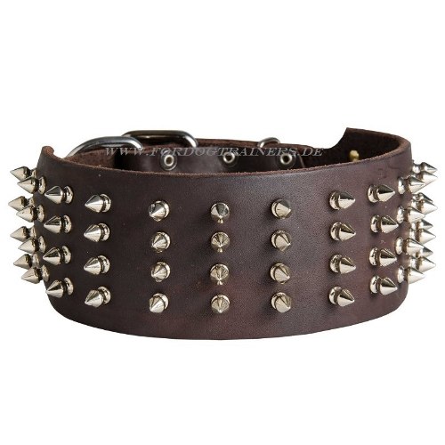 Bull Terrier leather dog collar with nickel spikes