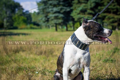 Amerikanischer Pitbull Terrier Hundehalsband aus Leder
mit den Nieten kaufen