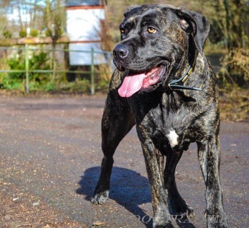 Bandogge feines Halsband aus Leder