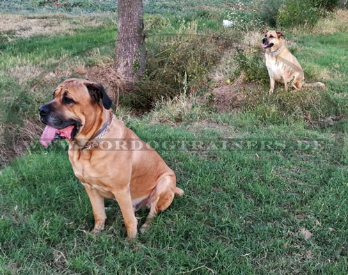 Hundehalsband für Labrador