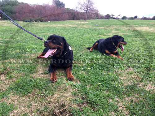 Rottweiler Erziehungskette, bequem und robust