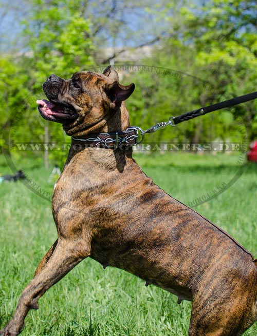 Strong Leather dog collar for Boxer