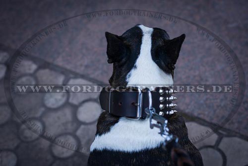 Genietetes Bullterrier Hundehalsband kaufen