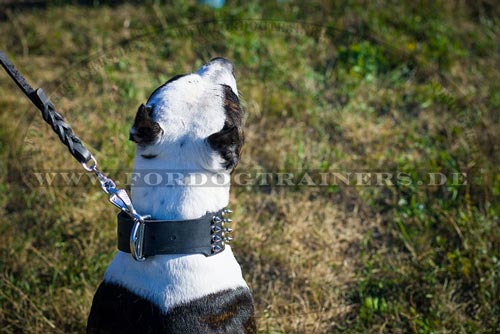 Nieten Halsband für Amerikanischen Pitbull Terrier
kaufen