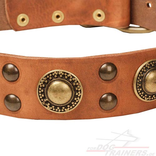Studded collar with brass
plates for Labrador