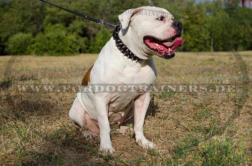 Hunde Halsband Leder für
Amerikanische Bulldogge