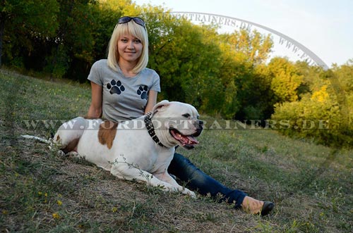 Hundehalsband für Amerikanische Bulldogge kaufen